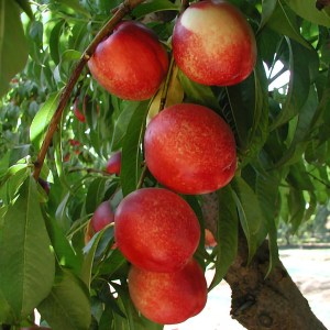 Arctic Queen Nectarine Semi-dwarf